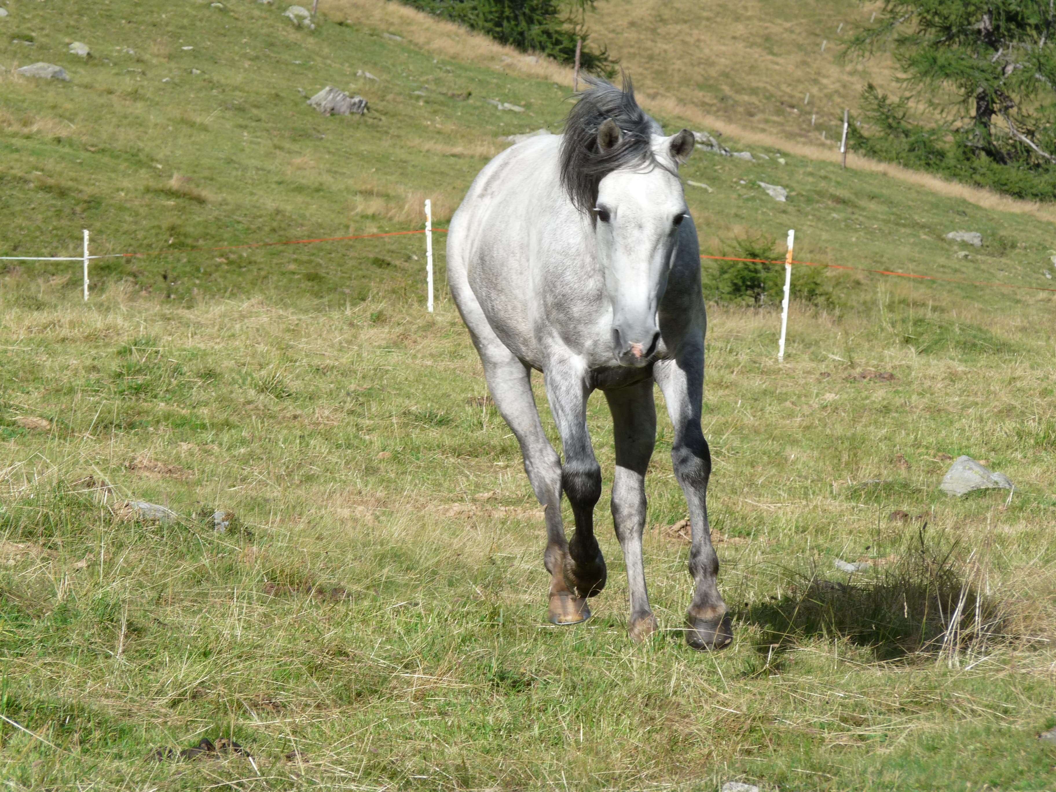 Horse photo 2