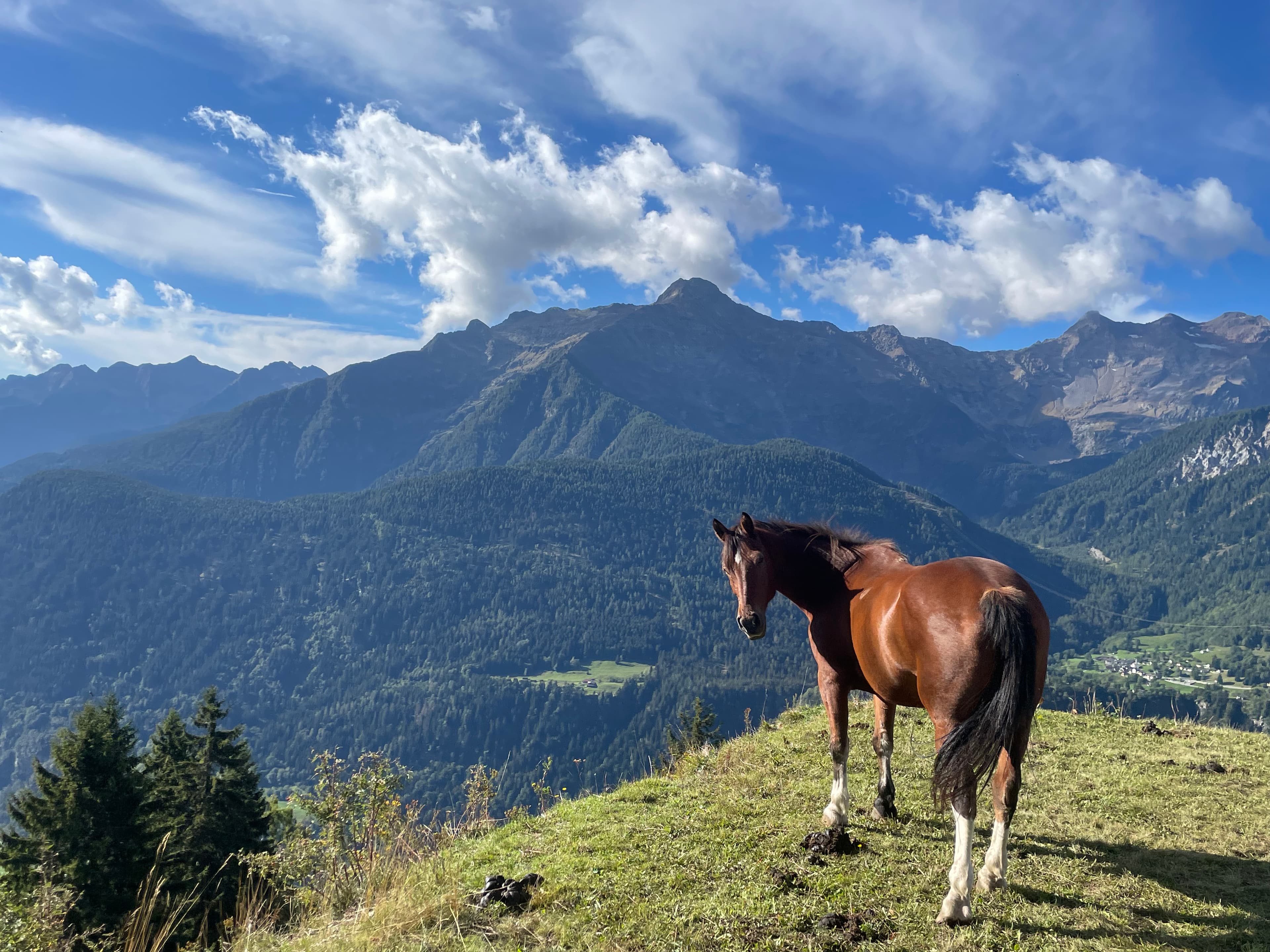 Horse photo 2
