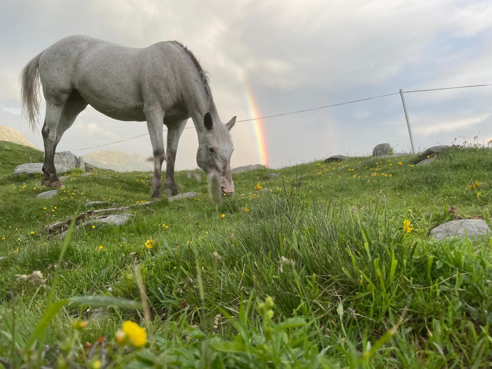Horse photo 2