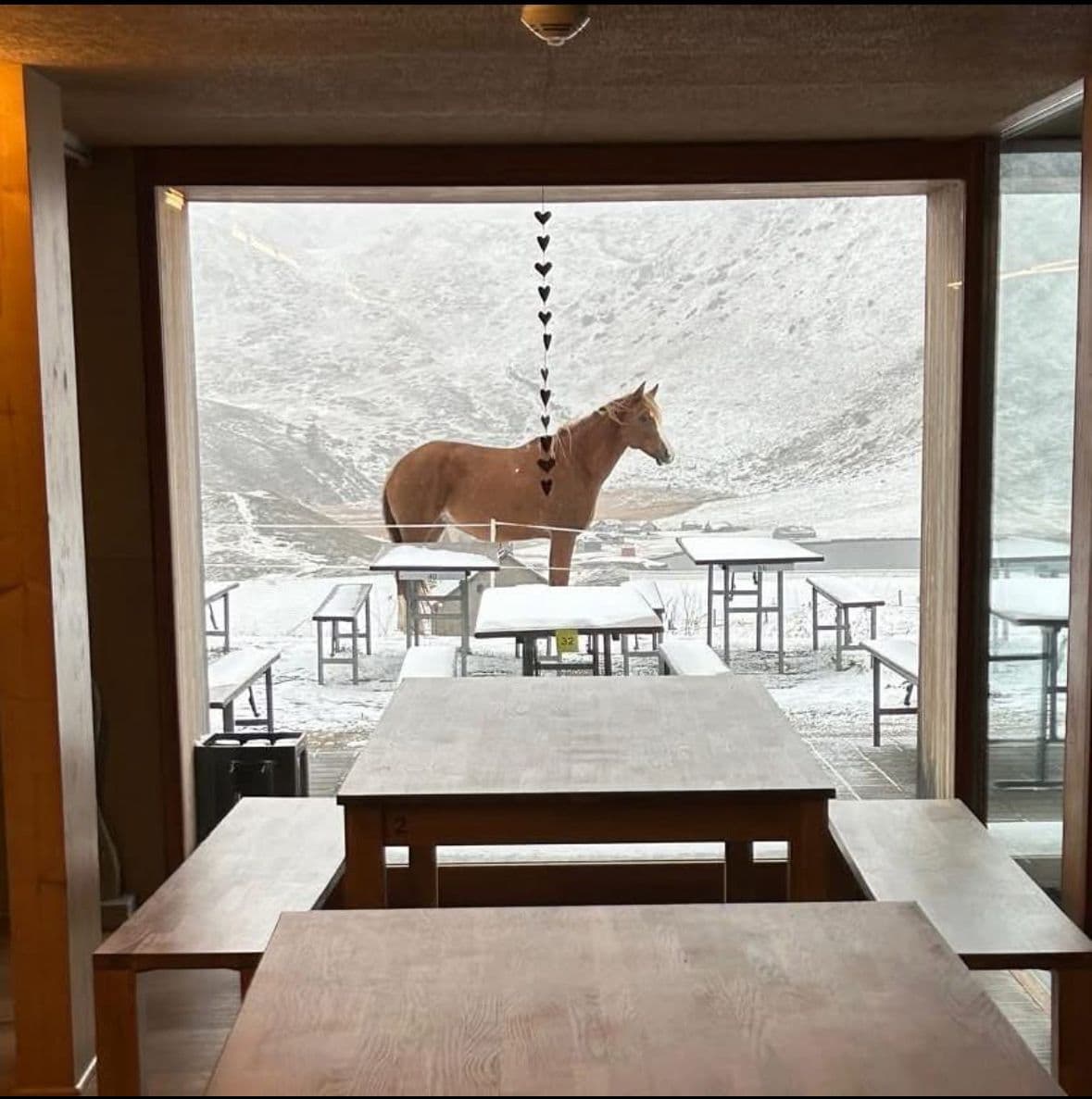 Horse photo 2