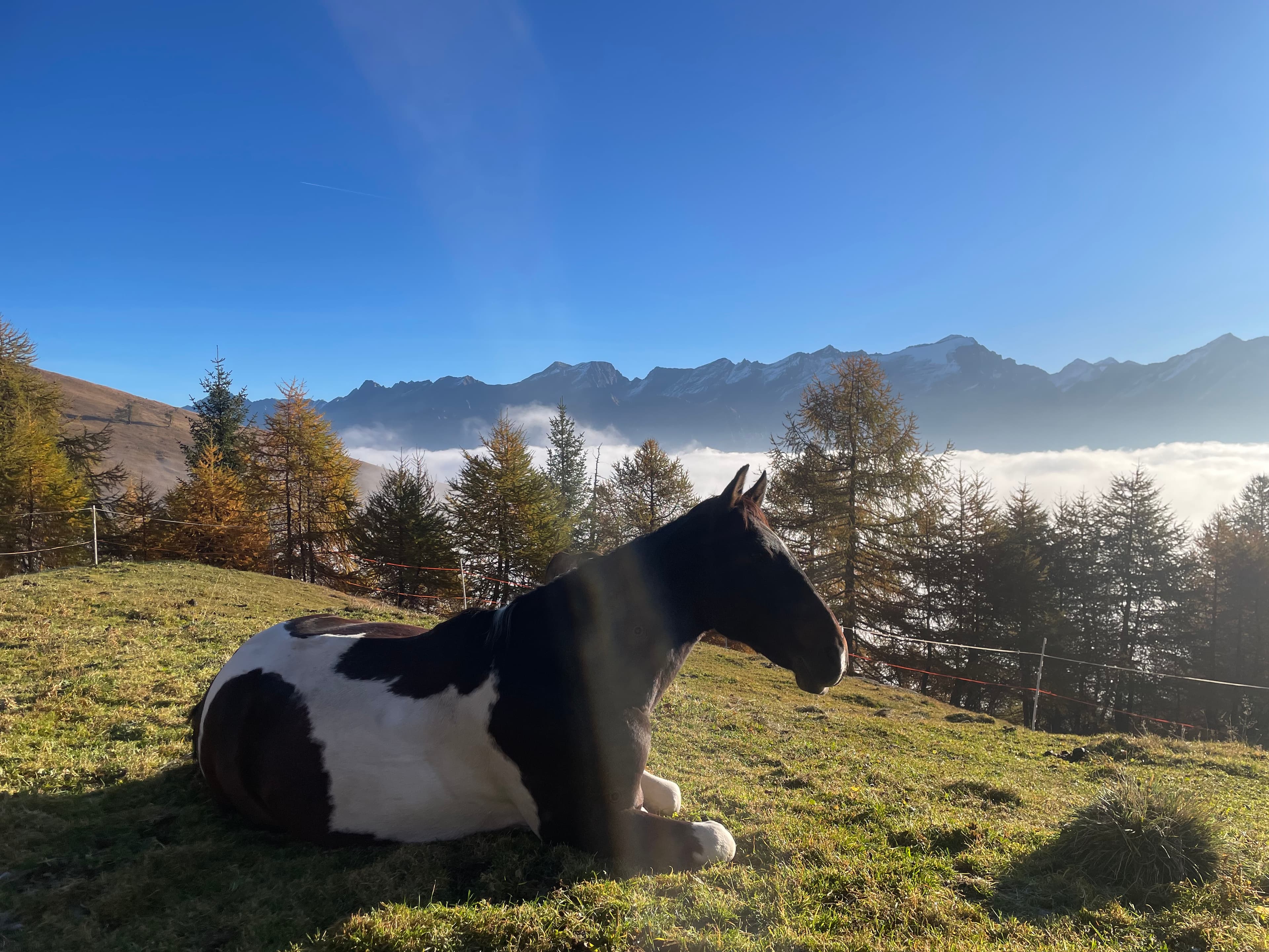 Horse photo 4