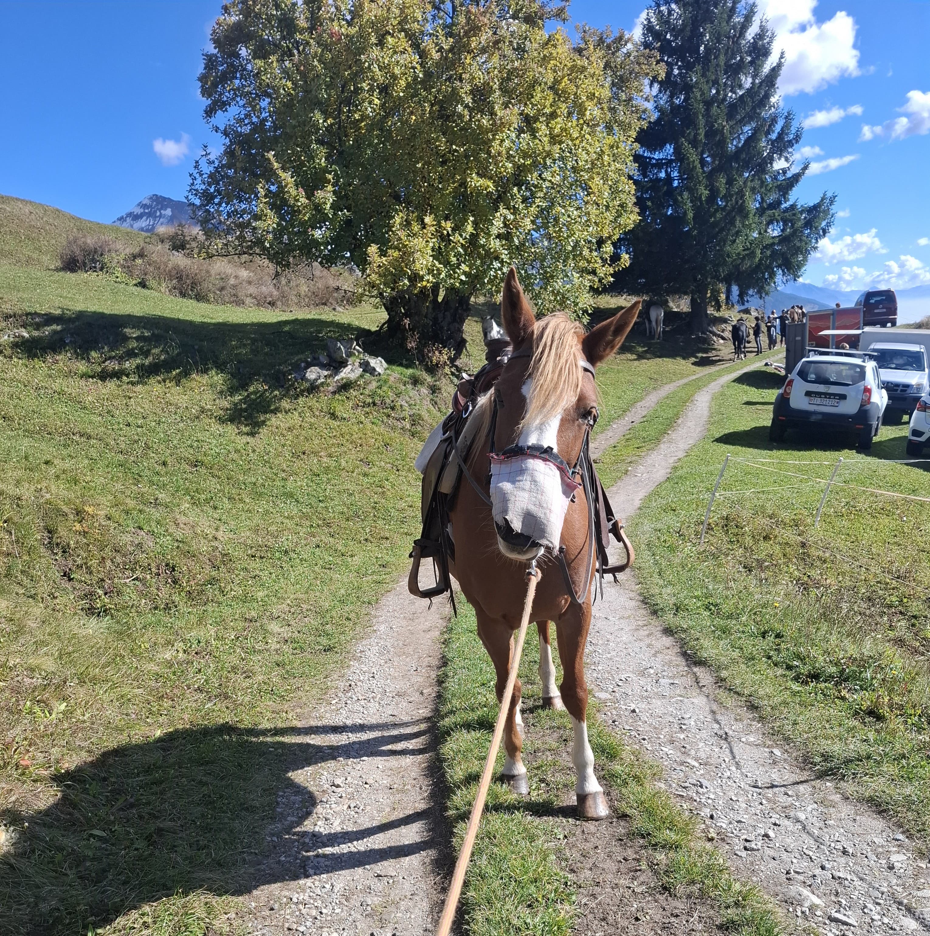 Horse photo 3